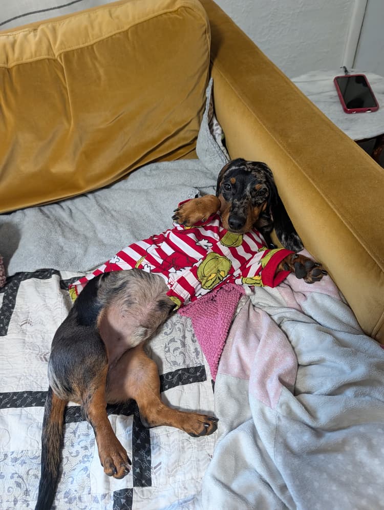 Max, a black-and-tan dapple miniature dachshund, curled up on a mustard-yellow couch